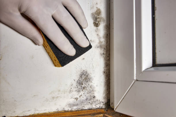 Best Mold-Related Health Consultation  in Nevada, MO