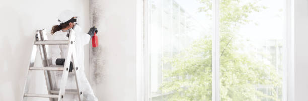 Best Basement Mold Removal  in Nevada, MO